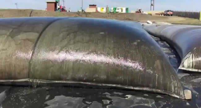 Water is seeping out of a geotextile tube that is quite full with wastewater sludge