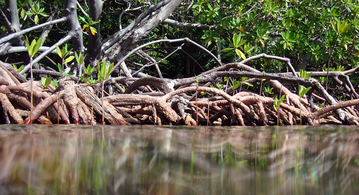 USGS public domain photo of mangroves. Photo shows spidery network of roots dipping into water with lush green foliage above.