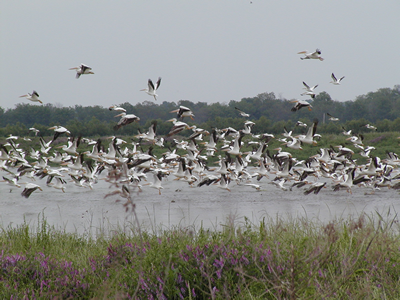 USDA Wetlands Conservation, NRCS