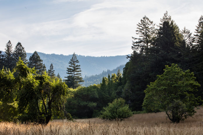 A meadow is surrounded by forest in Humboldt State Park (California). Photo by Ethan Daniels via Shutterstock license.