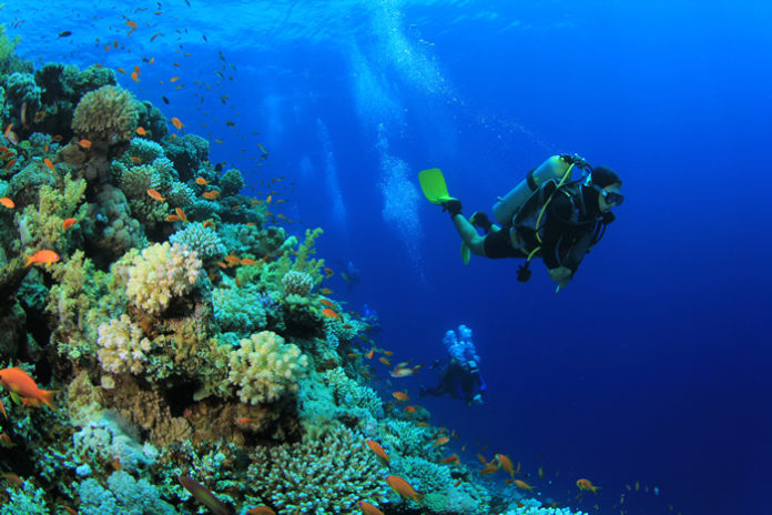 Photo of Divers in Natural Reefs